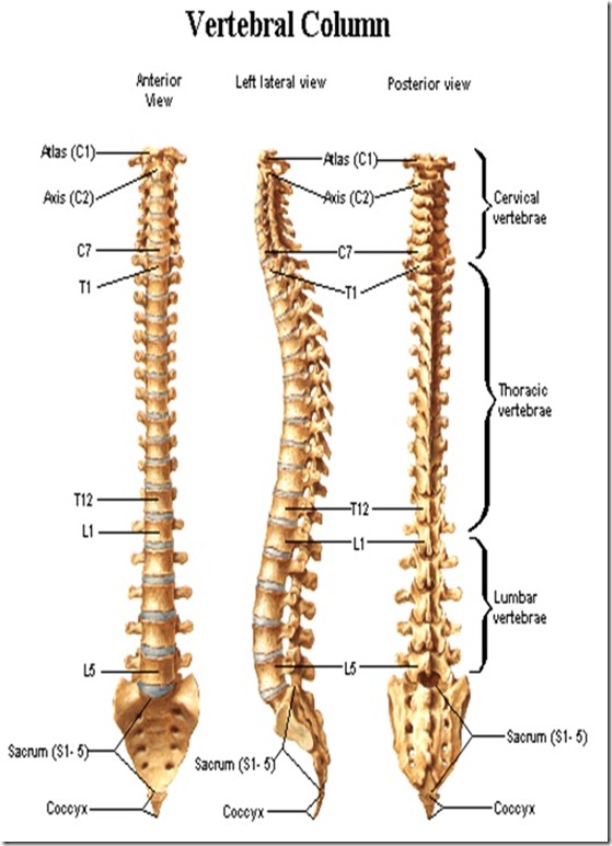 spondyloartrosis cervical