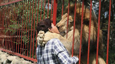 Rescued Lion says goodbye to the rescuer after 20 Years together!