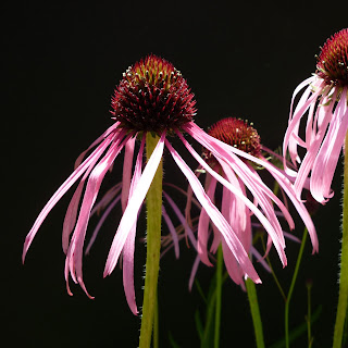 Echinacea pallida (homeopathie)