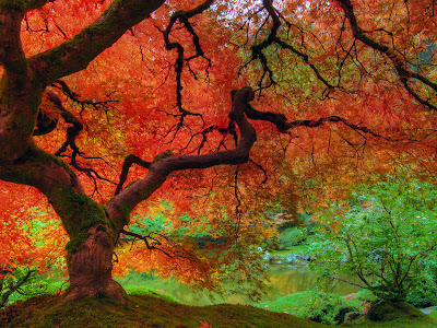 Herbst Landschaft Bild Wallpaper
