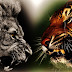 Λιοντάρι vs Τίγρη, άγρια μάχη...