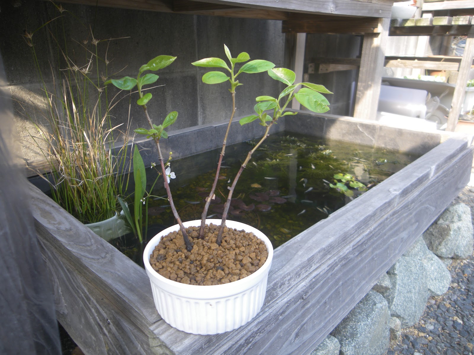 柿 種から発芽させてミニ盆栽や鉢植えを作る メダカの大工