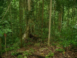 Penggolongan, Manfaat dan Jenis-jenis Hutan di Indonesia