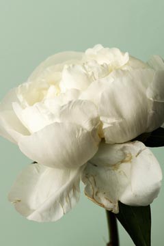 The Peony Trend