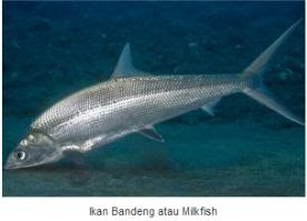 Ikan Bandeng atau Milkfish