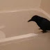 Crow Takes A Bath.