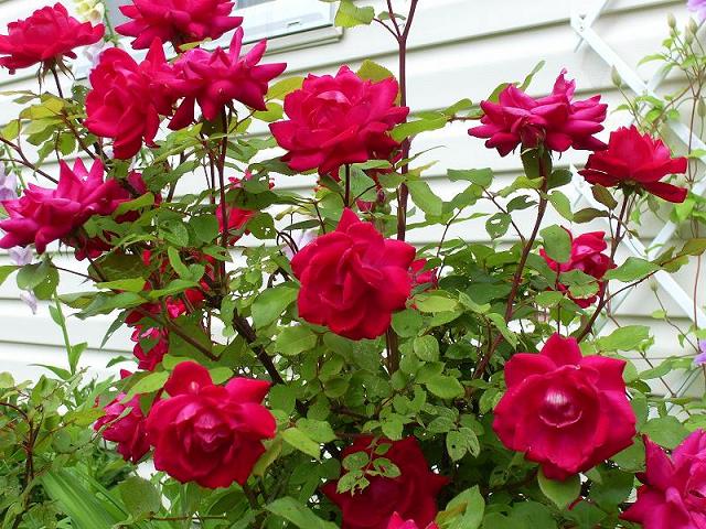 How to Care Roses Plants