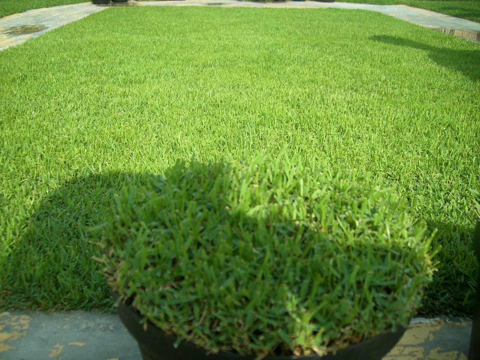 Rumput Zoysia Matrella