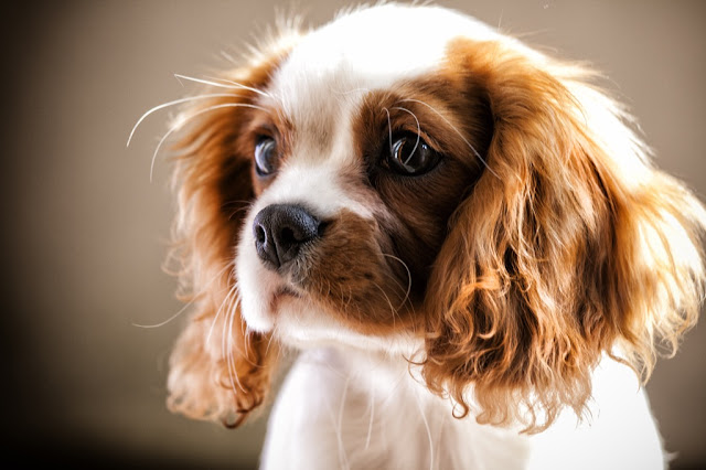 The Canary Islands Are Named After Dogs, Not Birds.