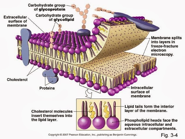 Membran Sel - Gambar Struktur dan Fungsinya