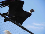 A wild condor was flying overhead most of the time we were there. (condor refuge large mail view)