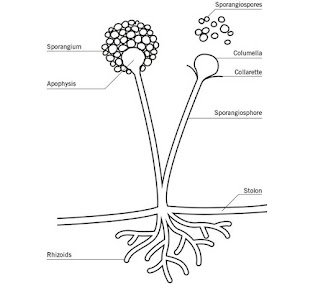 Sporangium