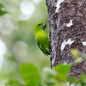 Lorito guayabero: Bolbopsittacus lunulatus