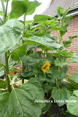 A poor neglected vegetable patch