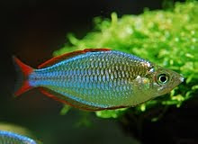 Melanotaenia Praecox Neon Rainbowfish Photo