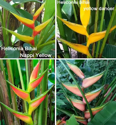 types of Heliconia bihai.