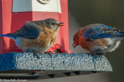 Eastern Bluebirds on a feeder photo by mbgphoto