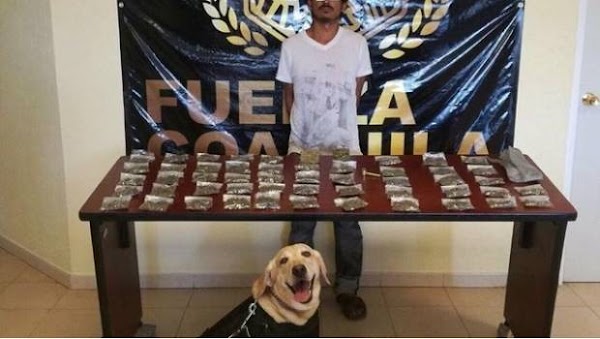  Perrito policial sonríe orgulloso tras detención