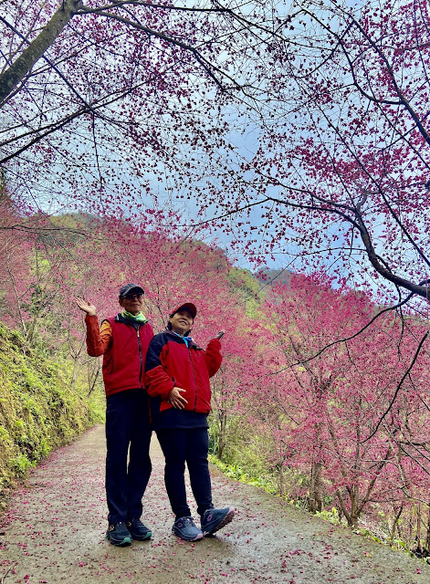 望高茶園