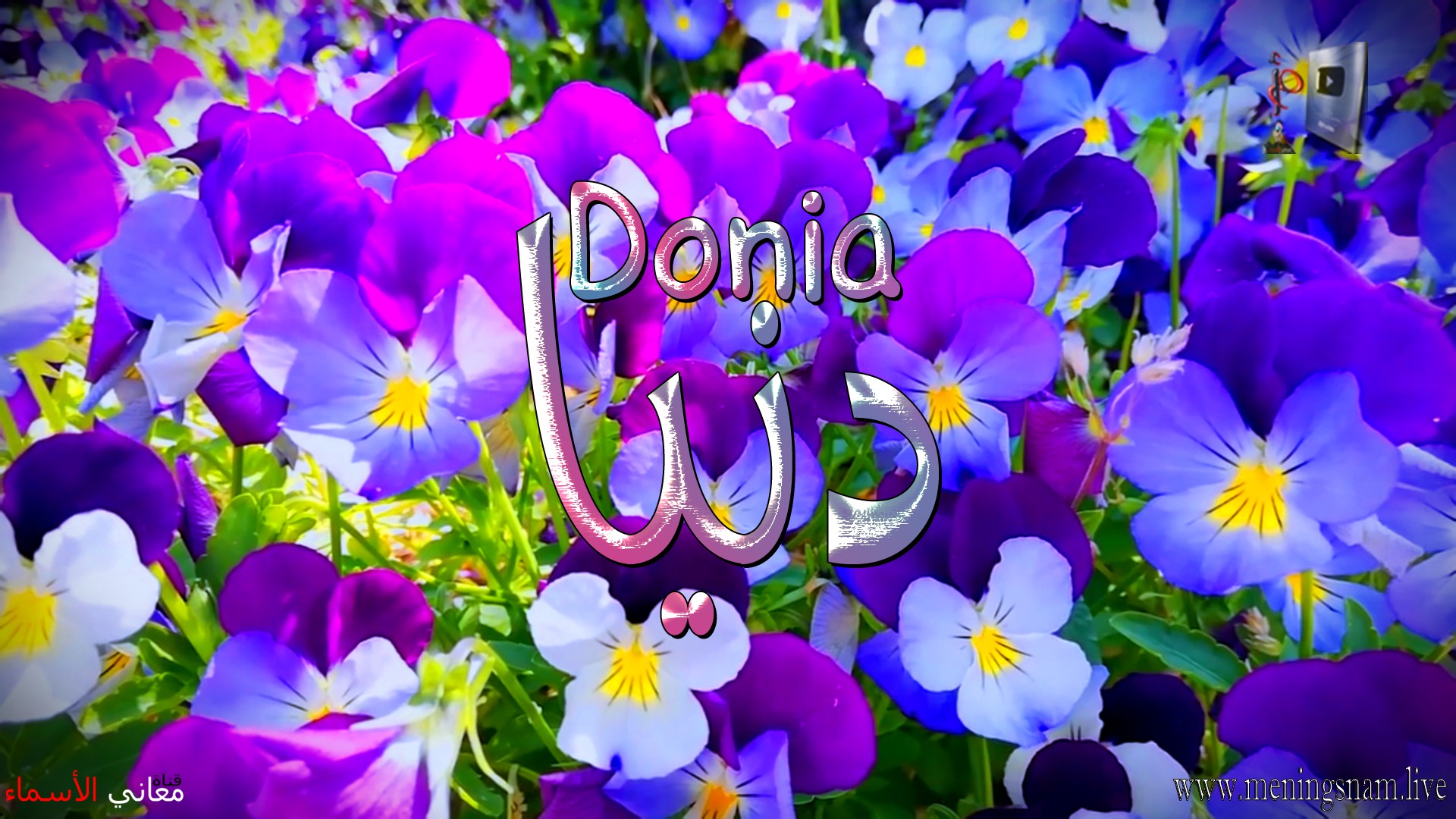 معنى اسم, دنيا, وصفات, حاملة, هذا الاسم, Donia,