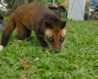 Harga musang bulan