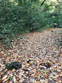 Woodland leaf litter and a dead stump.  Hayes Common, 22 November 2016.