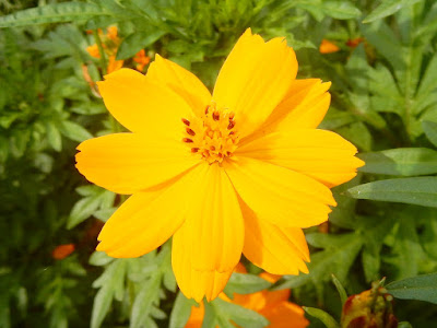 黃波斯菊的邊花