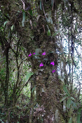 Masdevallia hymenantha care and culture