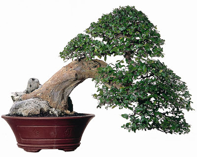 keindahan bonsai