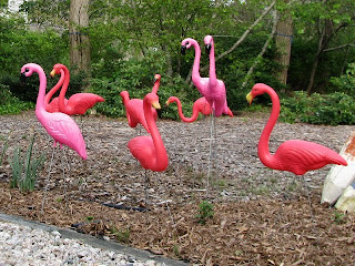 A Flock of Flamingos