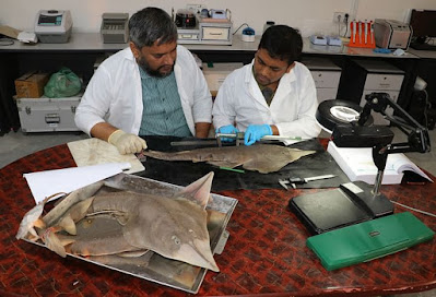 The two are busy measuring and experimenting with guitar fish.