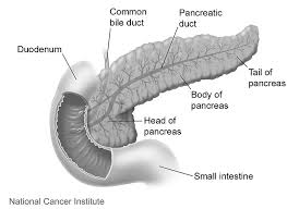 स्वादुपिंड संपुर्ण माहीती मराठी | Swadupind Information in Marathi | Pancreatitis