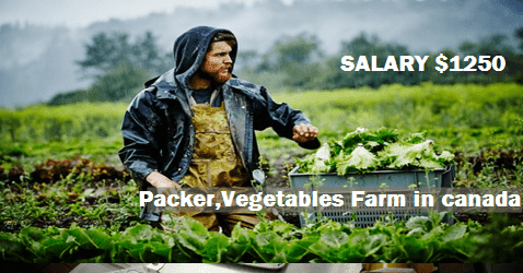Packer,Vegetables Farm jobs in canada with visa