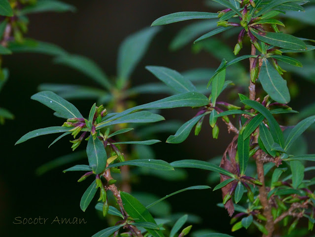 Daphne pseudomezereum