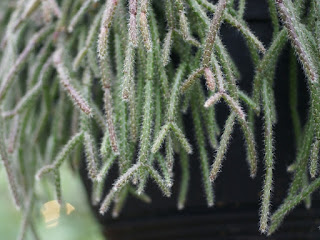 Rhipsalis sp.