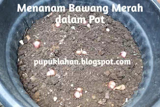 7+ cara menanam bawang merah dalam pot dan Pupuknya Ini