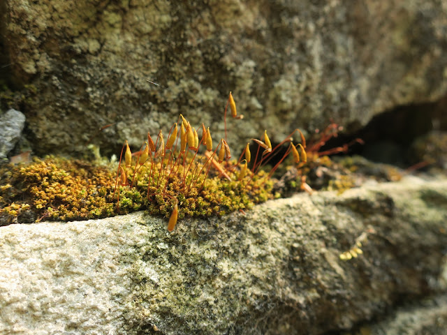 Moss in woods on dry stone wall. June 24th 2020