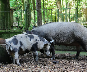 Tierpark Gera Schweine