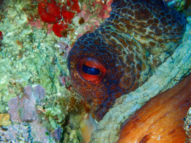 Octopus vulgaris