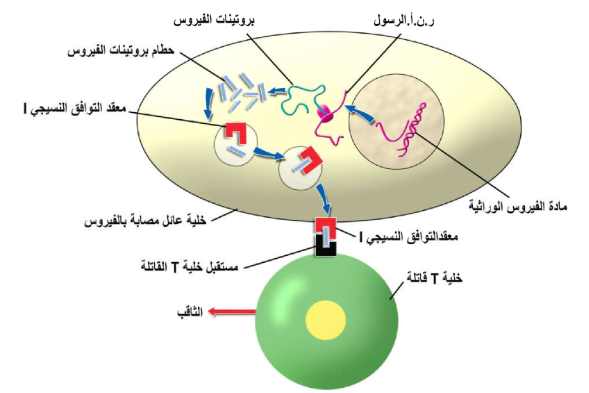 الشكل 21 - 24 : انتاج مولدات الضد الداخلية ودور خلايا T القاتلة في تحطيم خلايا العائل المصابة بالفيروسات.