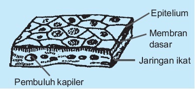 Struktur dan Fungsi Jaringan  Epitelium Simpleks pada Hewan 