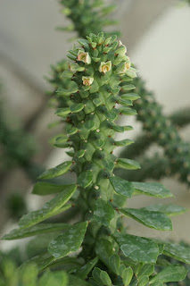 Euphorbe de Schube - Euphorbia schubei - Monadenium schubei