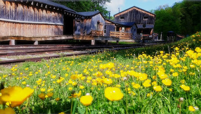 Field of yellow buttercups (ranunculus) with wooden buildings of logging camp in the background