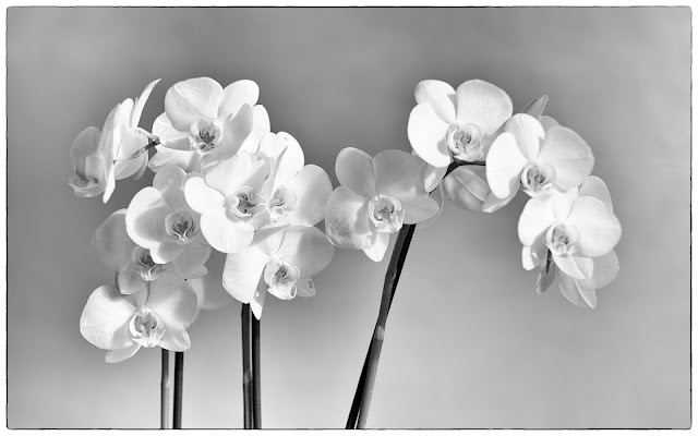 Orchide, Monochrome