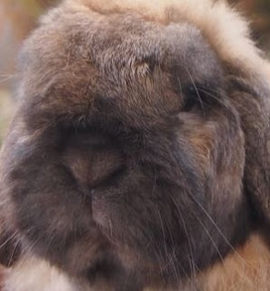 French Lop vs Holland Lop Personality, Temperament, Size, Lifespan, Price