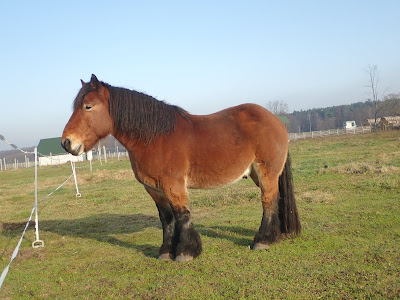 zespół pałacowy Kurozwęki, browar Kurozwęki