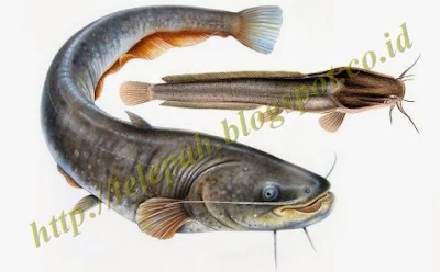 cara-budidaya-ikan-lele-sangkuriang