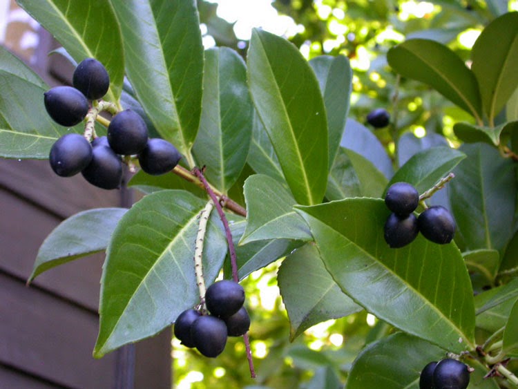 Prunus laurocerasus