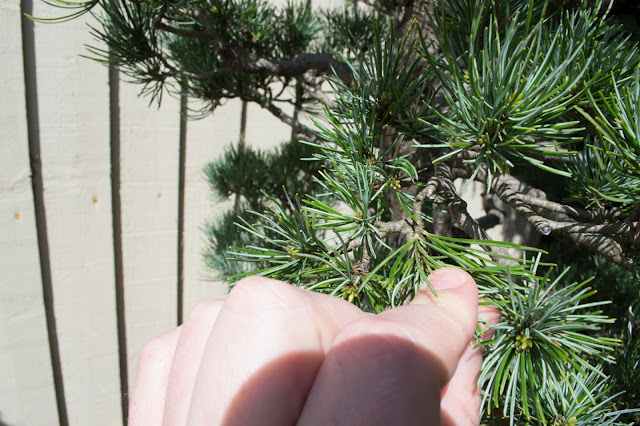 JWP Bonsai, Japanese white pine, Pine Bonsai, Pinus Parviflora