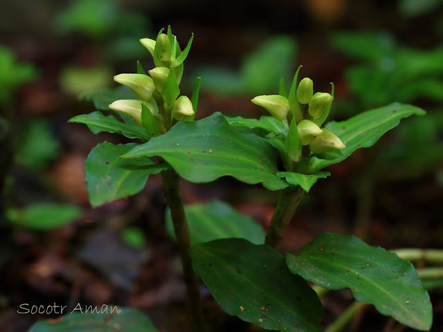 Goodyera foliosa